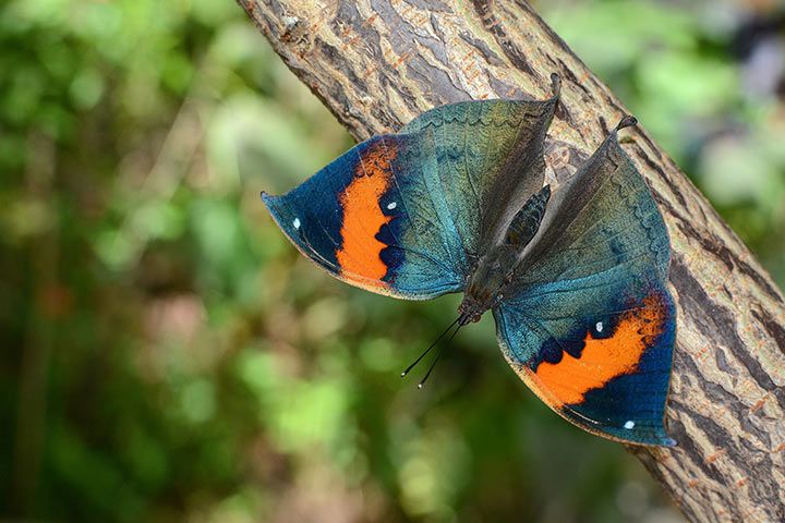 Indischer Blattschmetterling