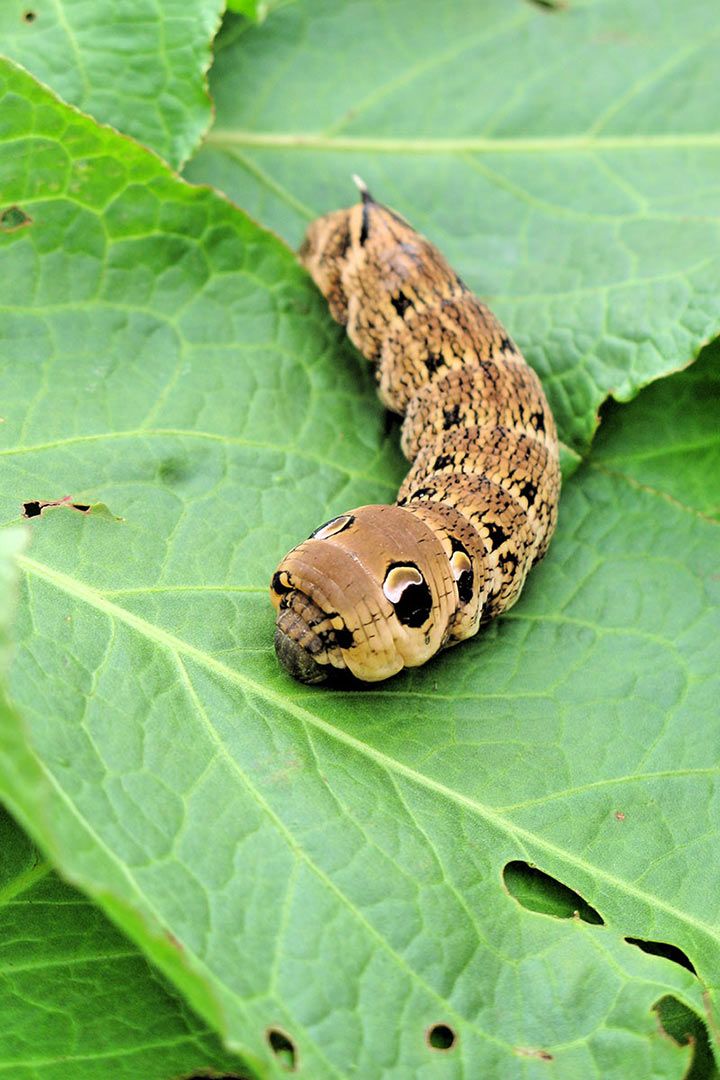 Mittlerer Weinschwärmer