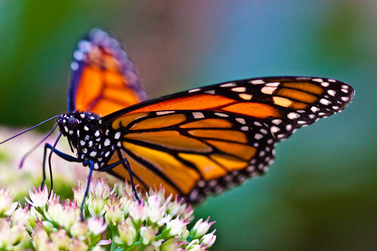 Schmetterling