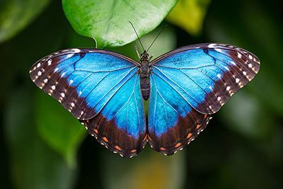Schmetterling