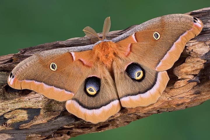 Nordamerikanischer Seidenspinner