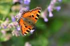 Naturschutz-Aktion „Insektensommer“: Insekten zählen und der Natur helfen!