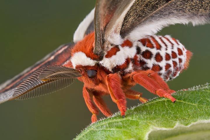 Hyalophora cecropia