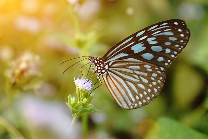 Ideopsis similis