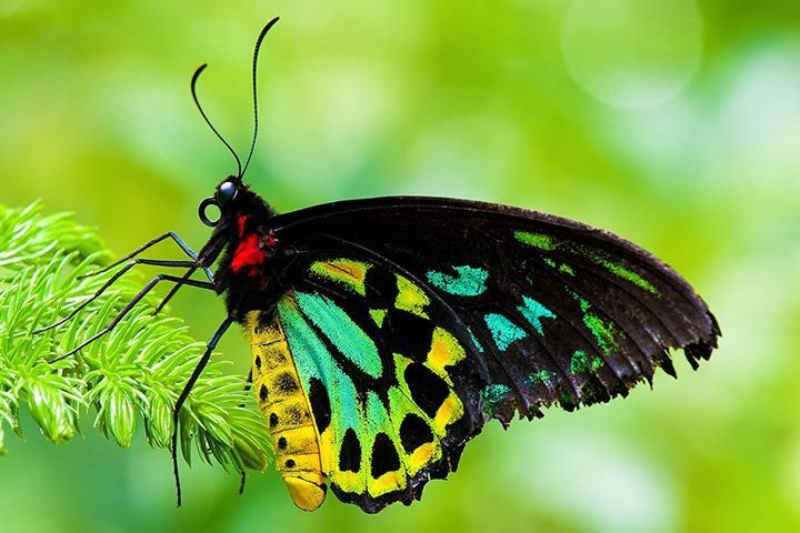 Ornithoptera Euphorion