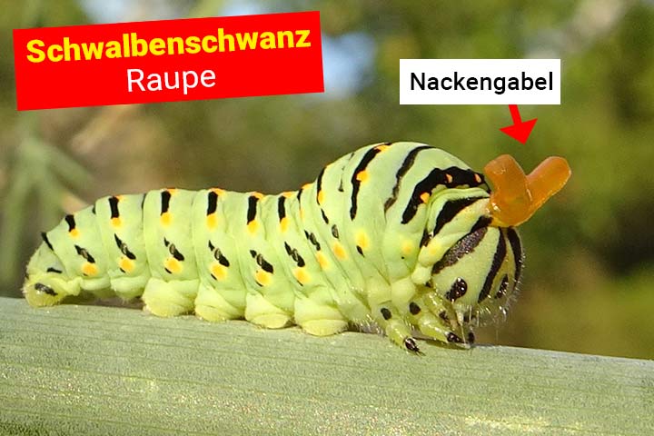 Schwalbenschwanz-Raupe mit aufgestellter Nackengabel
