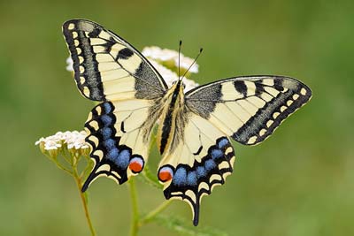 Pfau