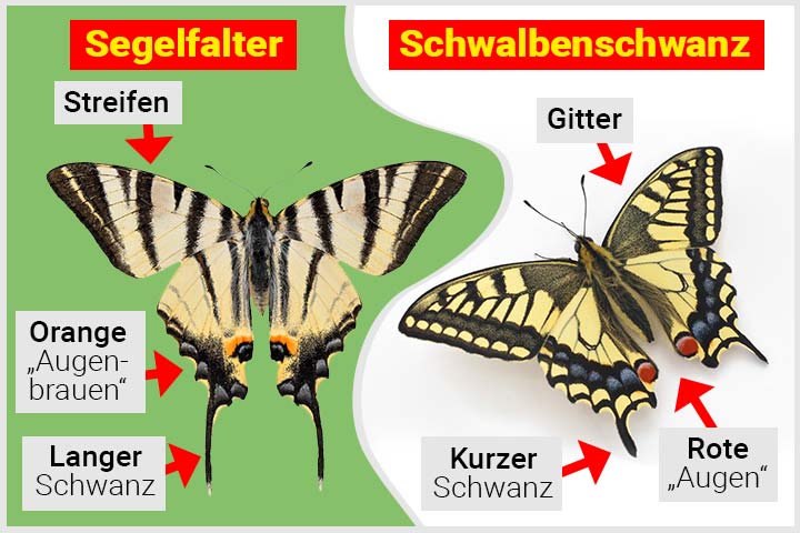 Schwalbenschwanz oder Segelfalter – Wo ist der Unterschied?