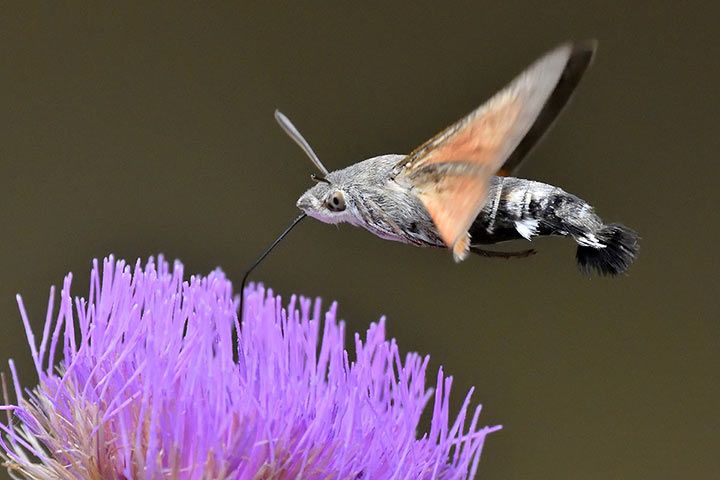 Taubenschwänzchen