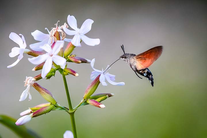 Taubenschwänzchen an einer Blume
