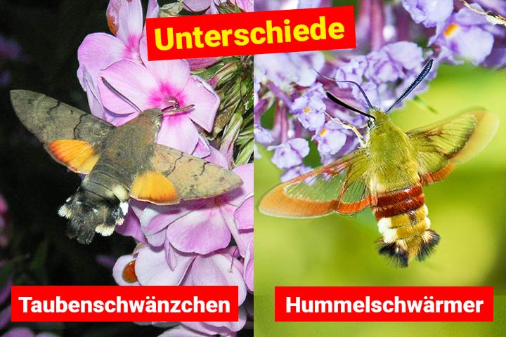 Taubenschwänzchen oder Hummelschwärmer – Wo ist der Unterschied?