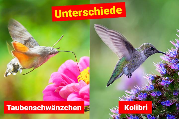 Taubenschwänzchen oder Kolibri – Wo ist der Unterschied?