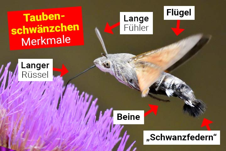 Taubenschwänzchen Merkmale