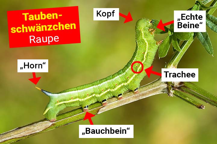 Taubenschwänzchenraupe