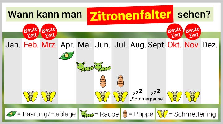 Die beste Zeit, um Zitronenfalter zu sehen