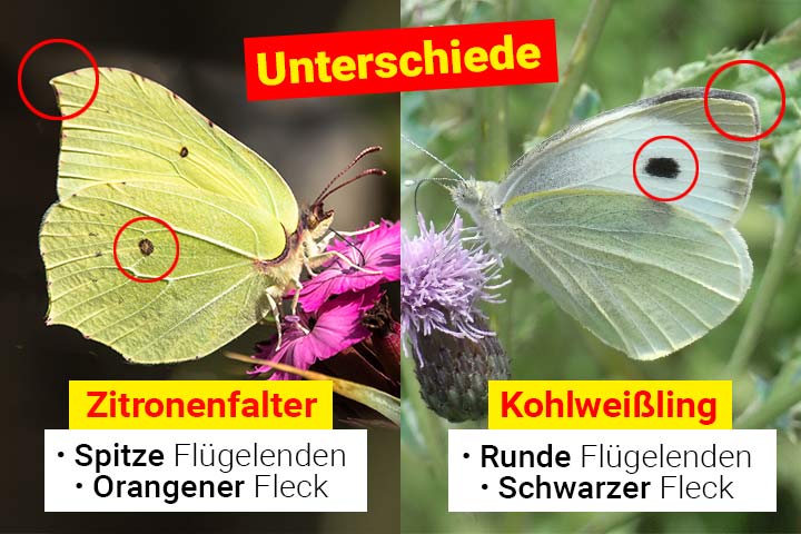 Zitronenfalter oder Kohlweißling - Wo ist der Unterschied?