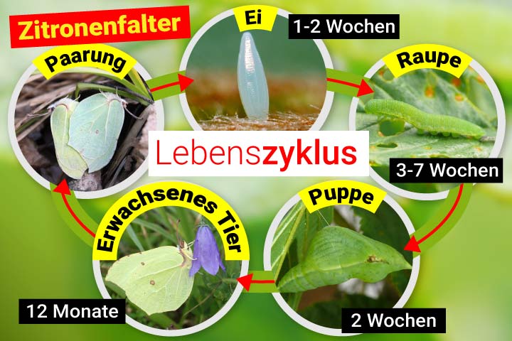 Der Lebenszyklus des Zitronenfalters