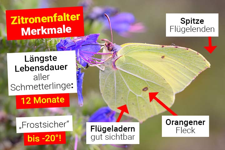Zitronenfalter Merkmale