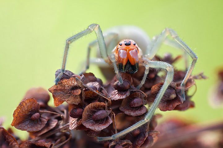 Dornfingerspinne