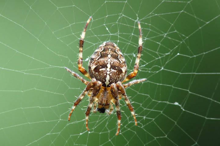 Gartenkreuzspinne