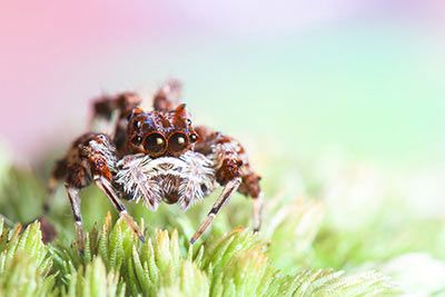Die 10 coolsten Spinnen der Welt