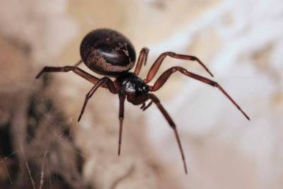 Kugelspinnen können 4-mal so große Spitzmäuse fressen