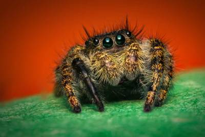 Spinnen verlieren ihr Sehvermögen, wenn sie hungern