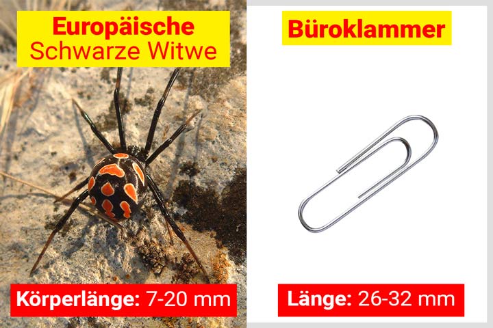 Schwarze Witwe Größe