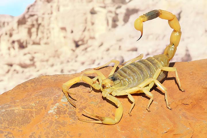 Gelber Mittelmeerskorpion