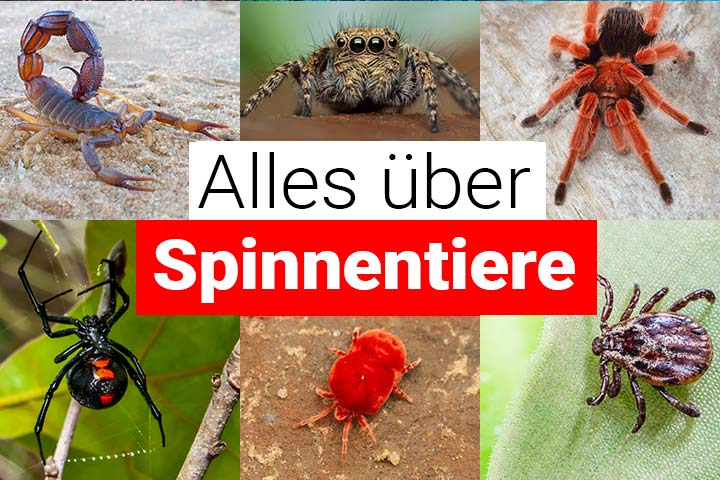 Alles über Spinnentiere