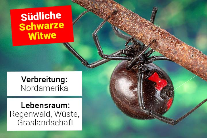 Südliche Schwarze Witwe