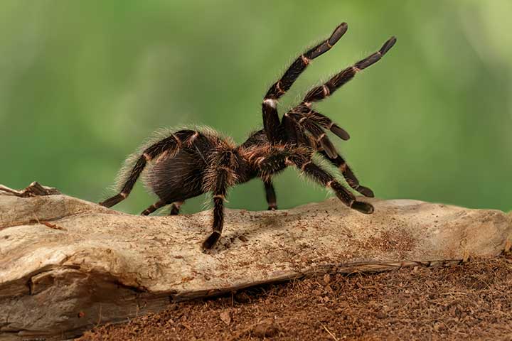 Brasilianische Riesenvogelspinne