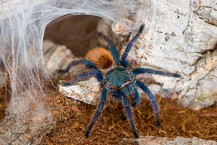 Cyanblaue Venezuela-Vogelspinne