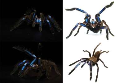 Chilobrachys natanicharum xl