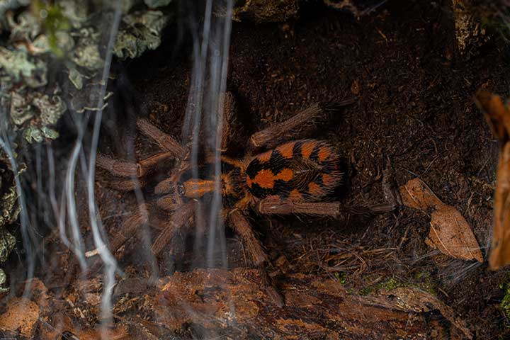 Vogelspinne Hapalopus triseriatus