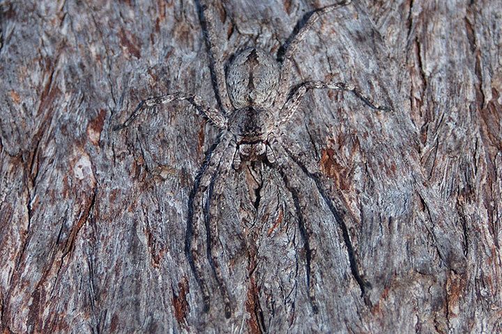 Wolfspinne