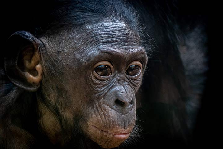 Bonobo