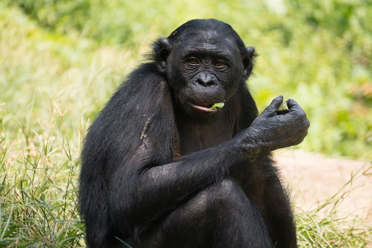 Bonobo