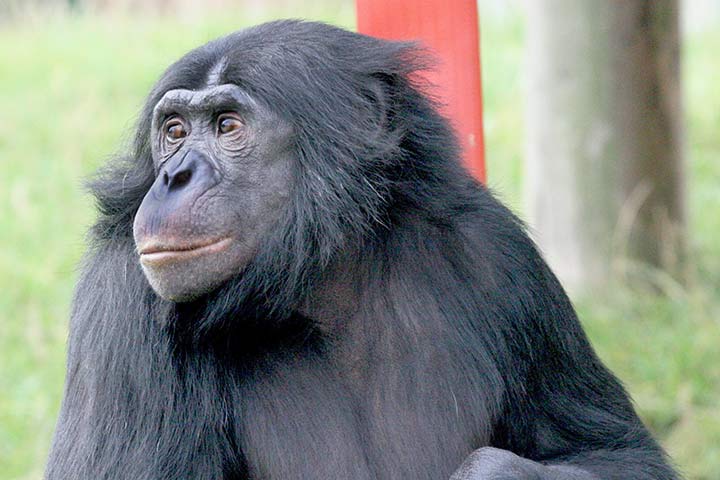 Bonobo