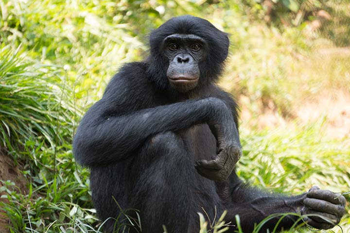 Bonobo