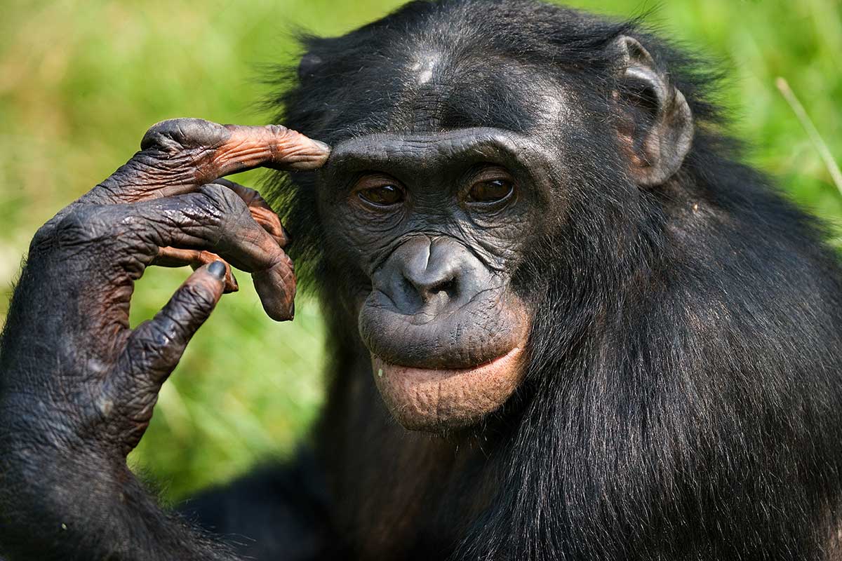 Bonobo