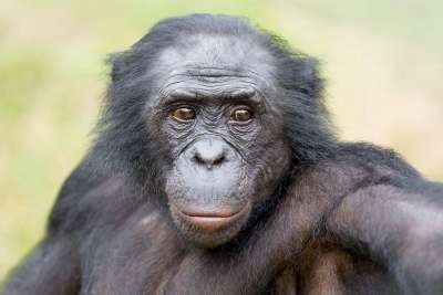 Bonobo primat xl