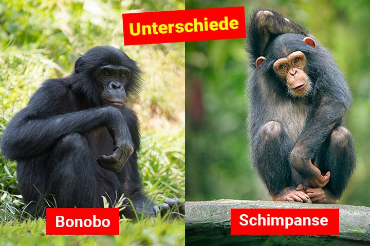 Bonobo