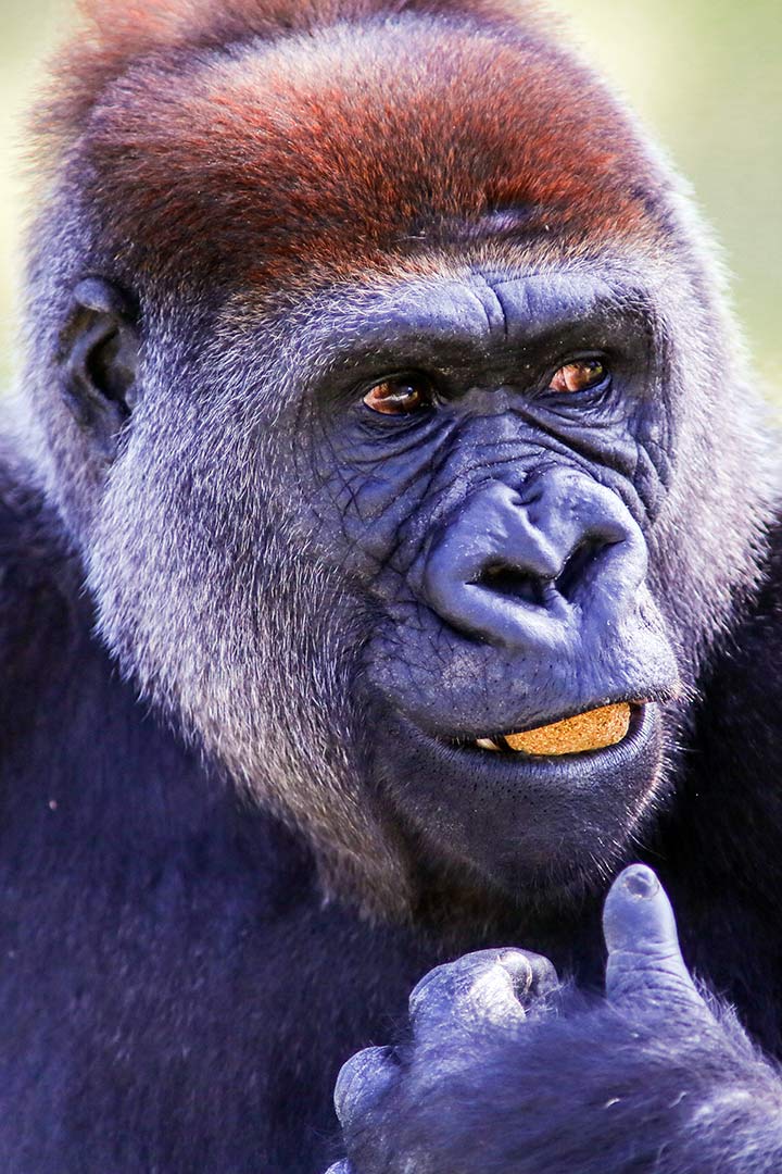 Cross-River-Gorilla