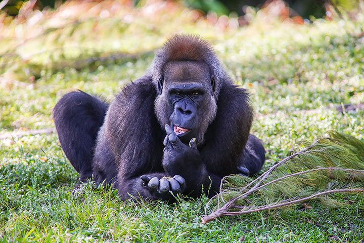 Cross-River-Gorilla