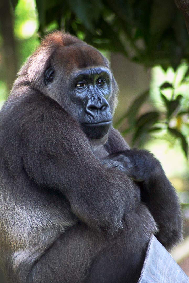 Cross-River-Gorilla