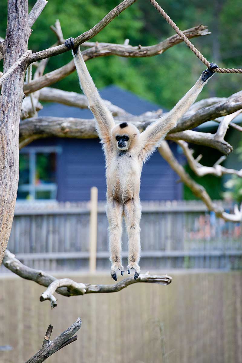 Schopfgibbon beim Hangel