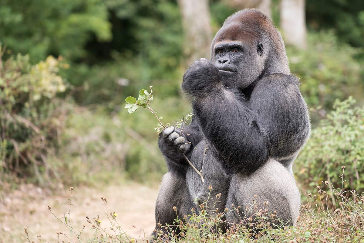 Gorilla