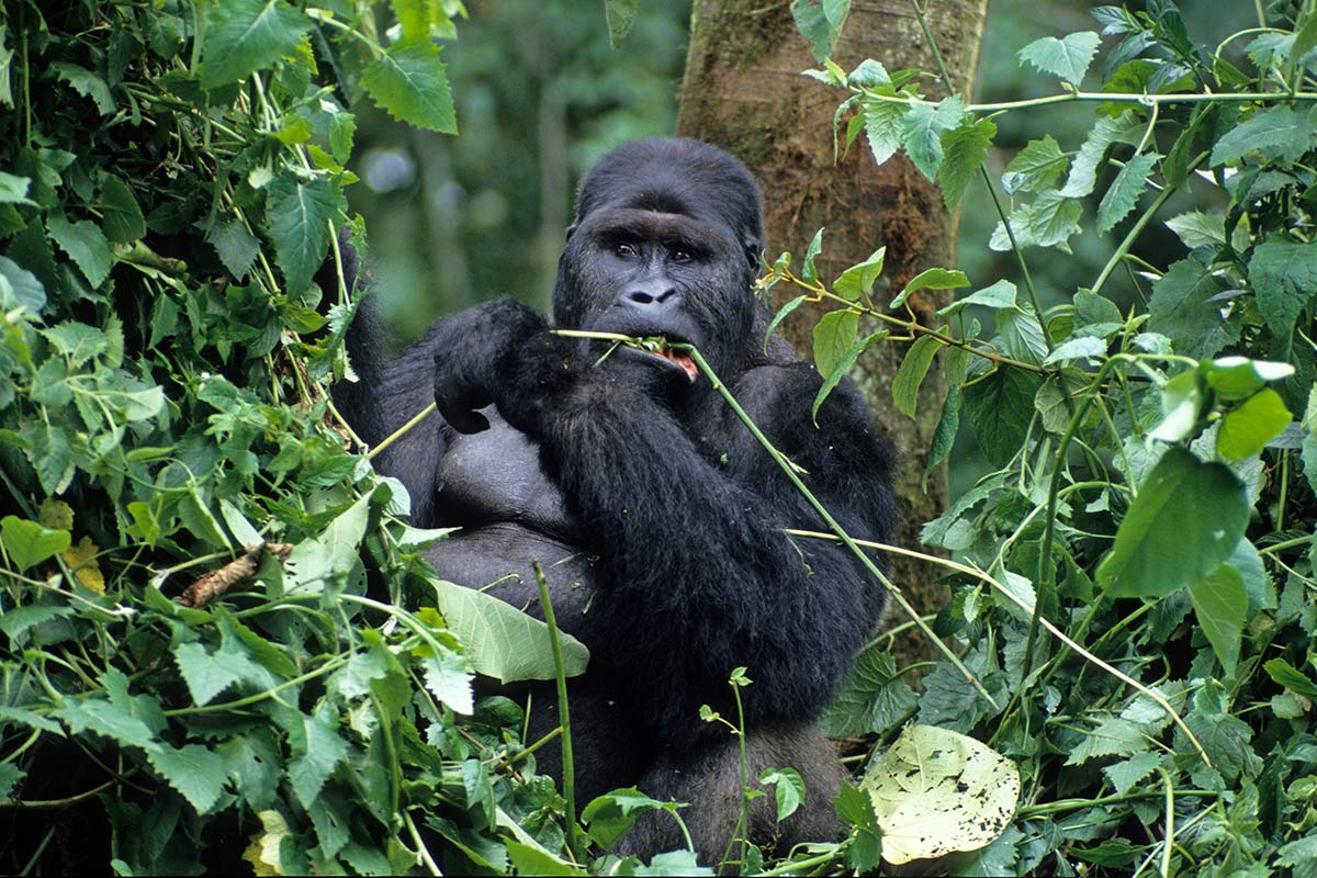 Gorilla