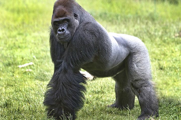 Gorilla